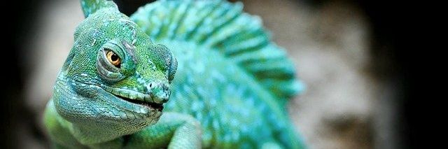 Karottenlurch 🦎🇩🇪🇪🇺 banner