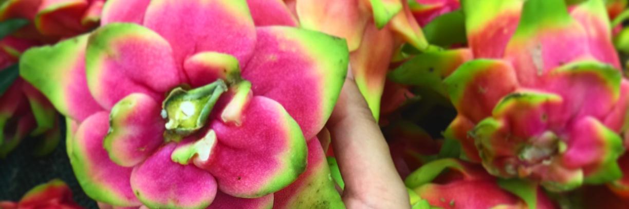 Softly 🍉 ( ͡👁 ෴ ͡👁)🍉 banner