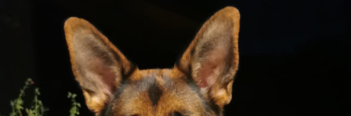 AgatheVazzoler's profile banner image