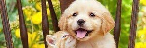 hamapenSmile's profile banner image