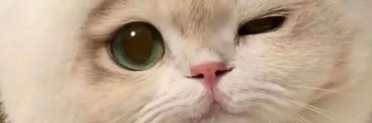 BritanellaT's profile banner image