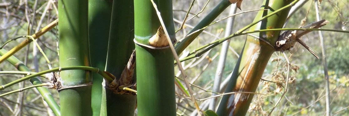 Zanatillo Nica banner