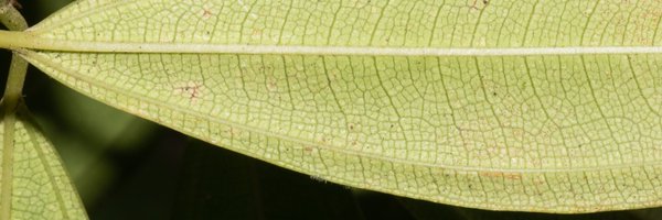 pedoconnective Profile Banner