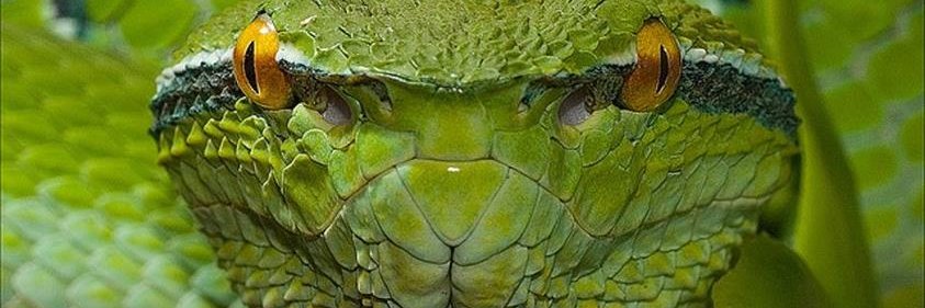 Заид Корралес ЭльФил banner