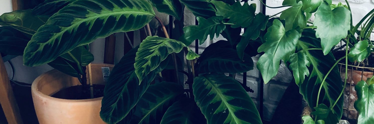 aidabafeta's profile banner image