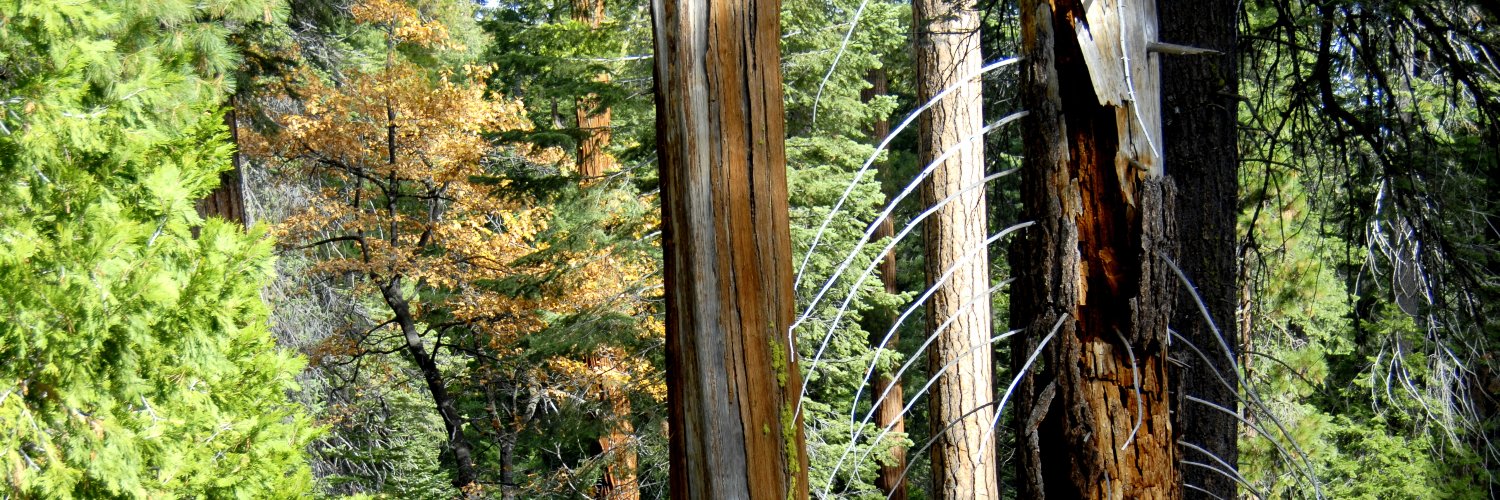 SierraForestLegacy banner