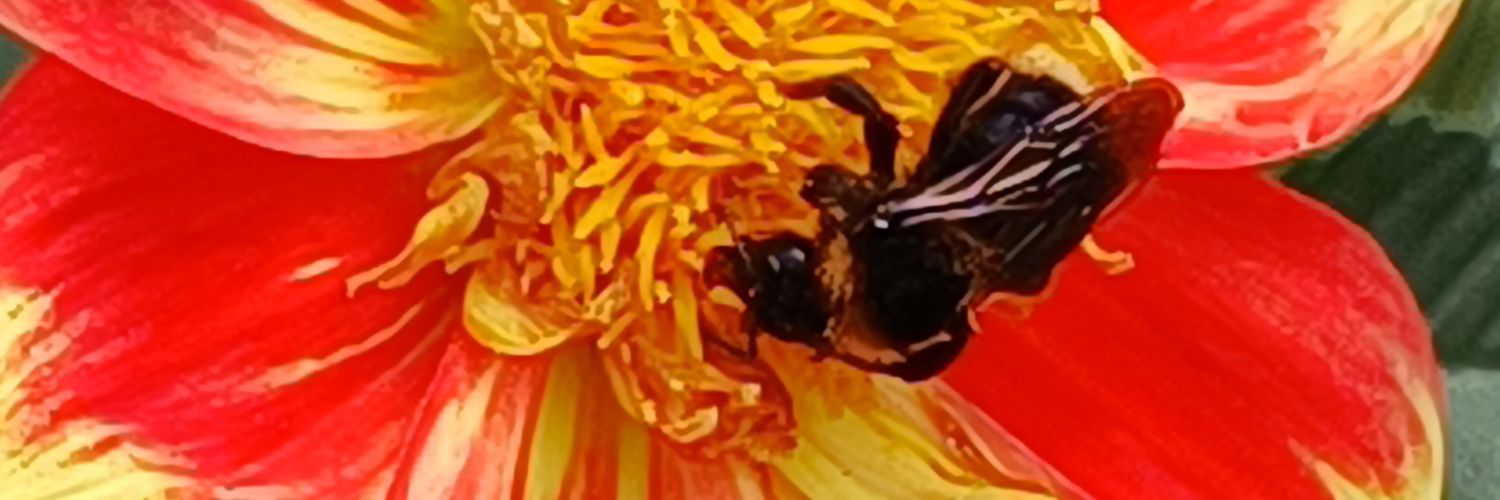 Alberto۞🇵🇹 🇩🇪 banner