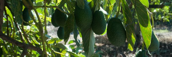 RG_tropical Profile Banner