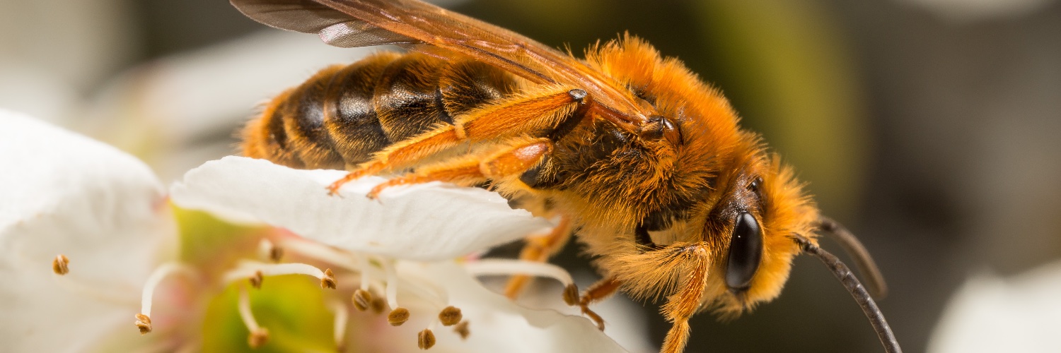 Save Bees banner