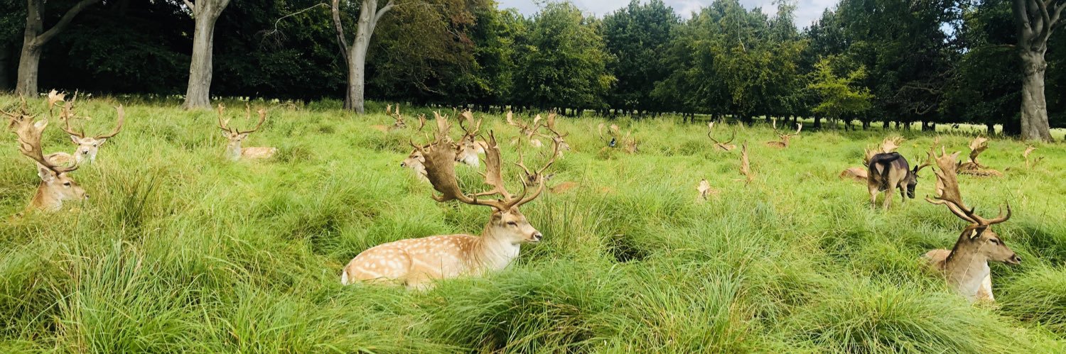 mist🇮🇪🍩 banner