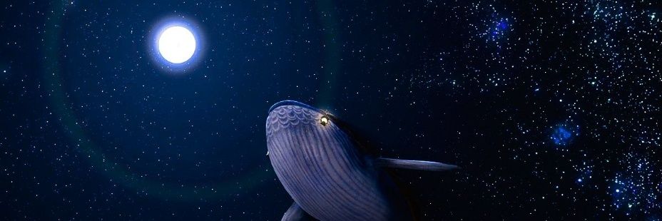 kotatu_dot_com's profile banner image