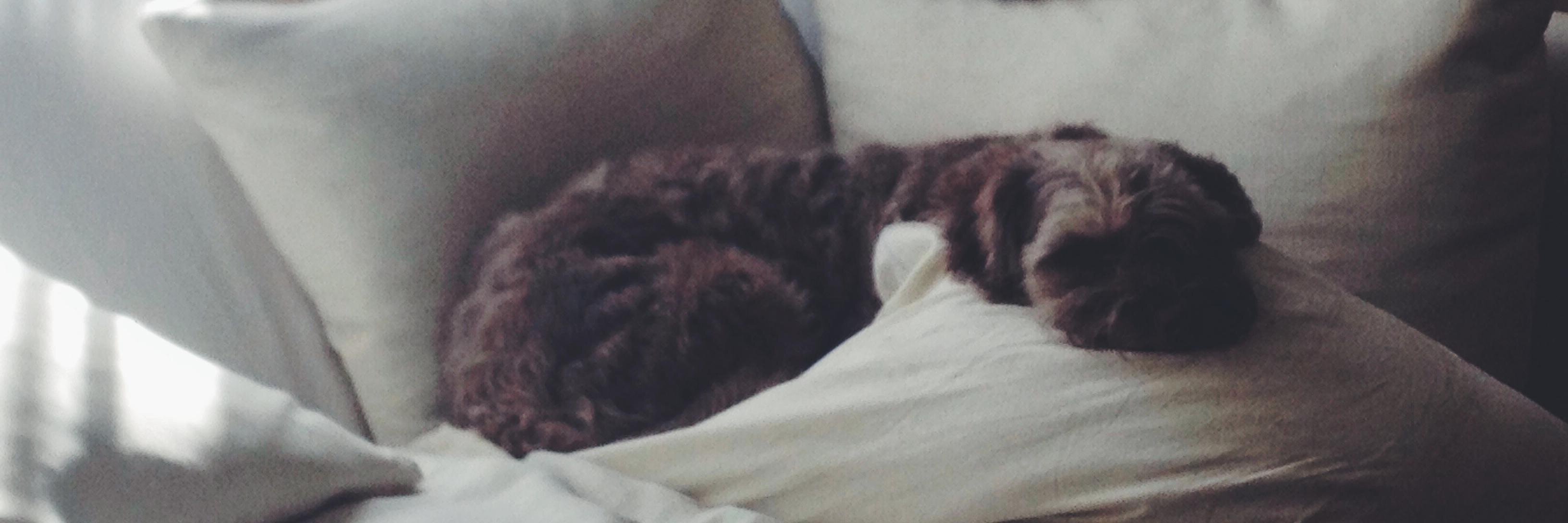 ☁️ Maca ☁️ banner