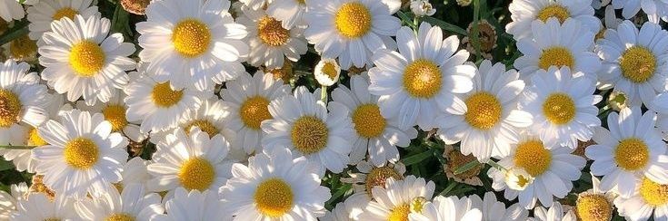 𝘗𝘢𝘰𝘭𝘢 banner