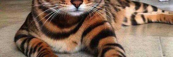 Jerry Antoine LP banner