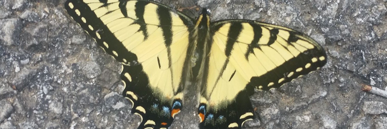 Gina McCarley banner