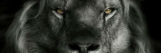 Vignesh53956017's profile banner image