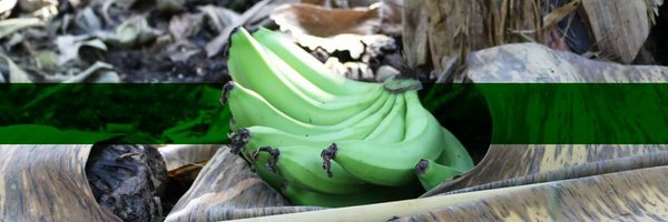 Fenabe_Ec Profile Banner