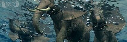 ele_grey's profile banner image