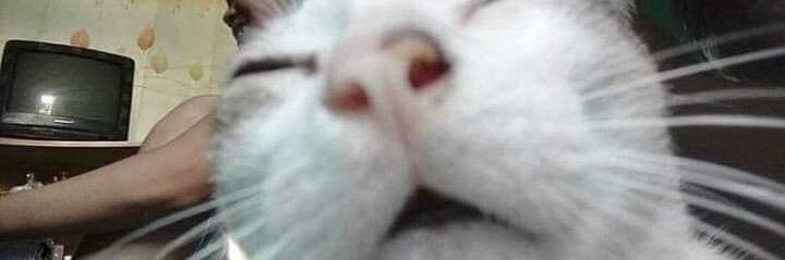 LototheLo0725's profile banner image