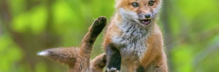 🍁🍂Jasmine🍂🌿 banner