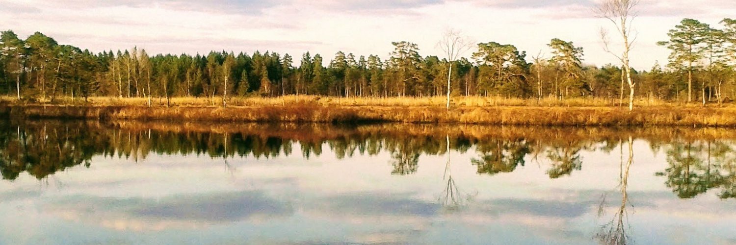 Pinus Sylvestris banner