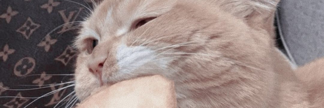 _hanjii's profile banner image