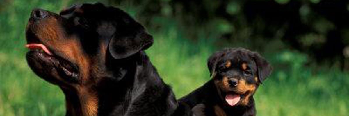 IAmSimba__'s profile banner image
