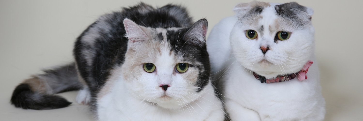 sacchixitamarin's profile banner image