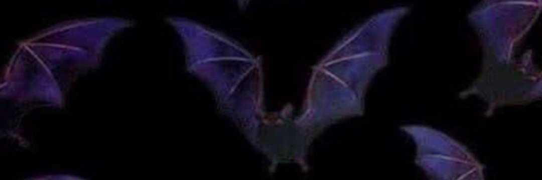 sᴇʟᴇɴᴀ 🦇 banner