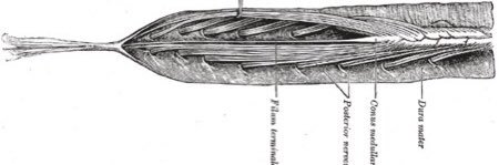 Ligamento coccígeo banner