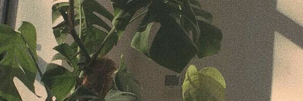 Dinda🌸 banner