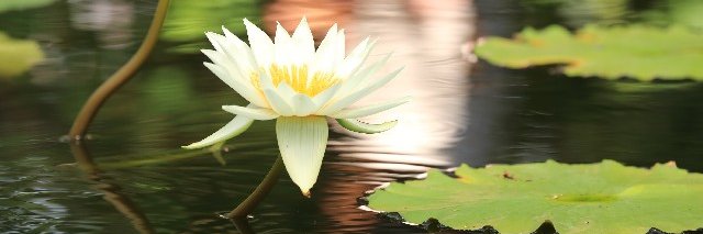 オパタ　無言フォローお許し(*^^*) banner