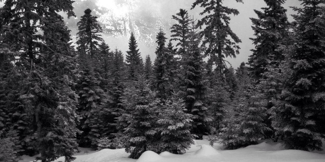 Catherine Eschard banner