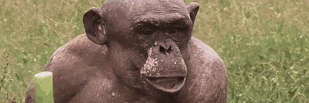 Netrisca.UST 🌖 banner