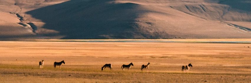 rayronit_'s profile banner image