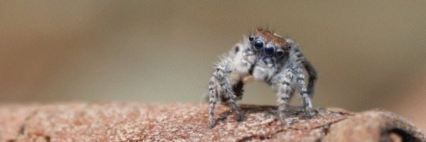 DekyIsCritter Profile Banner