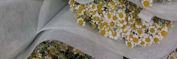halodan banner