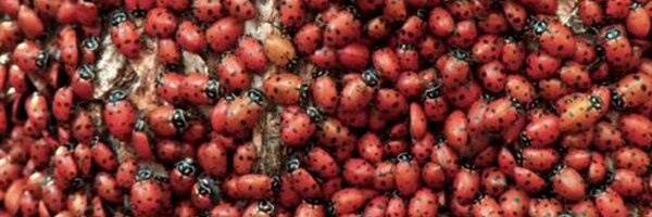 SteveBug Profile Banner