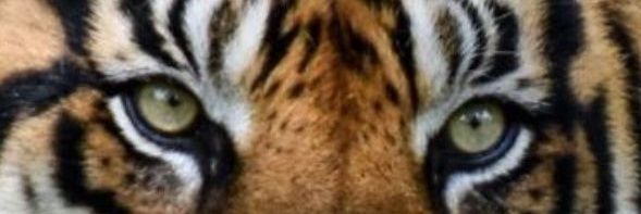 lightbuzyear's profile banner image