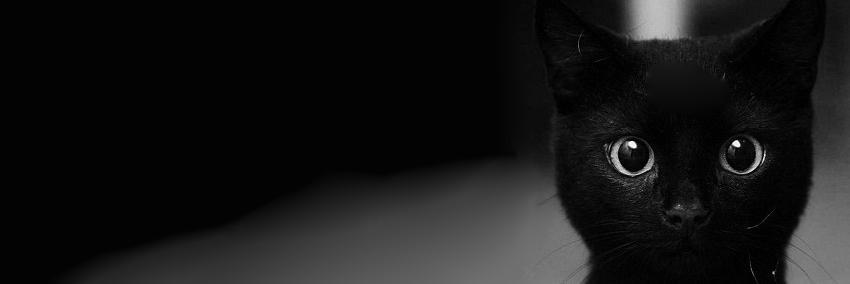 chillopedia's profile banner image