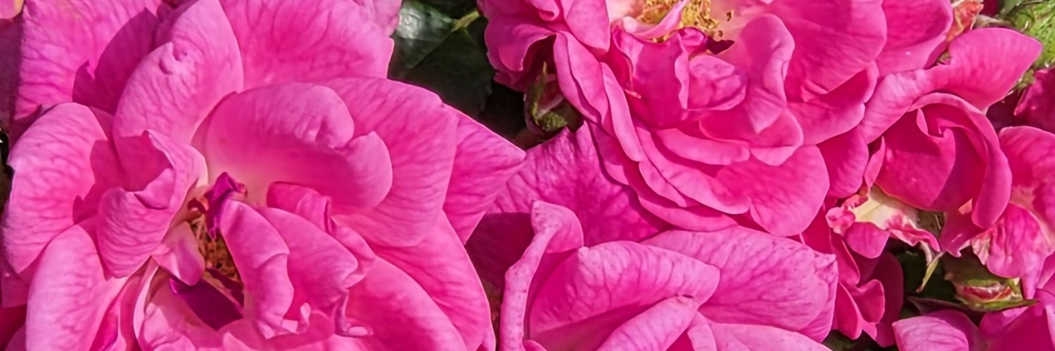 yukakokiss's profile banner image