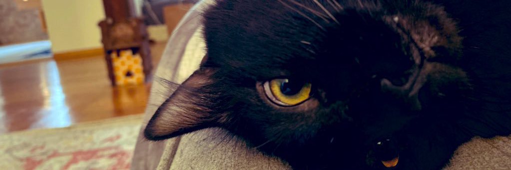 zaandralee's profile banner image