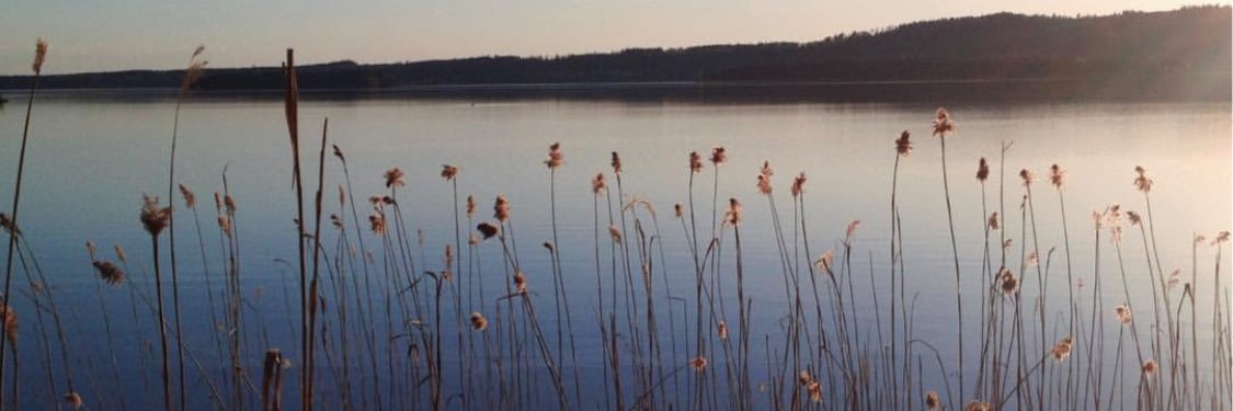 sandeeflies's profile banner image