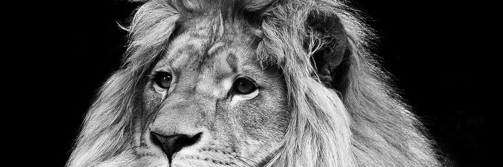 phillochio's profile banner image