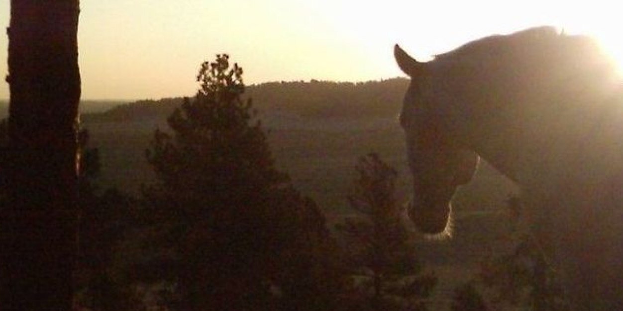DanaTwoPonies's profile banner image