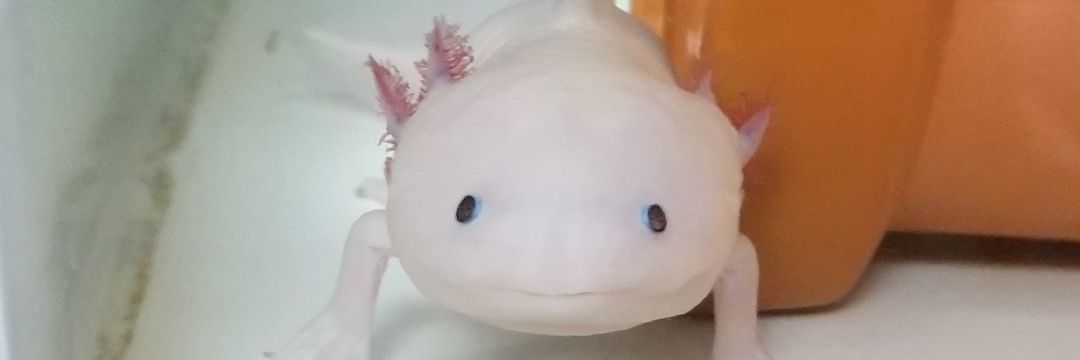 マーガレット banner
