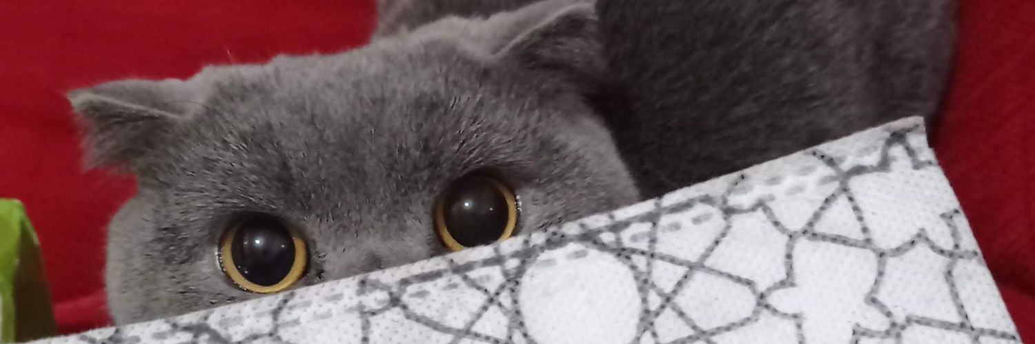 SedaArabulann's profile banner image