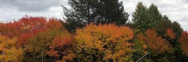 Timo Neuvonen banner