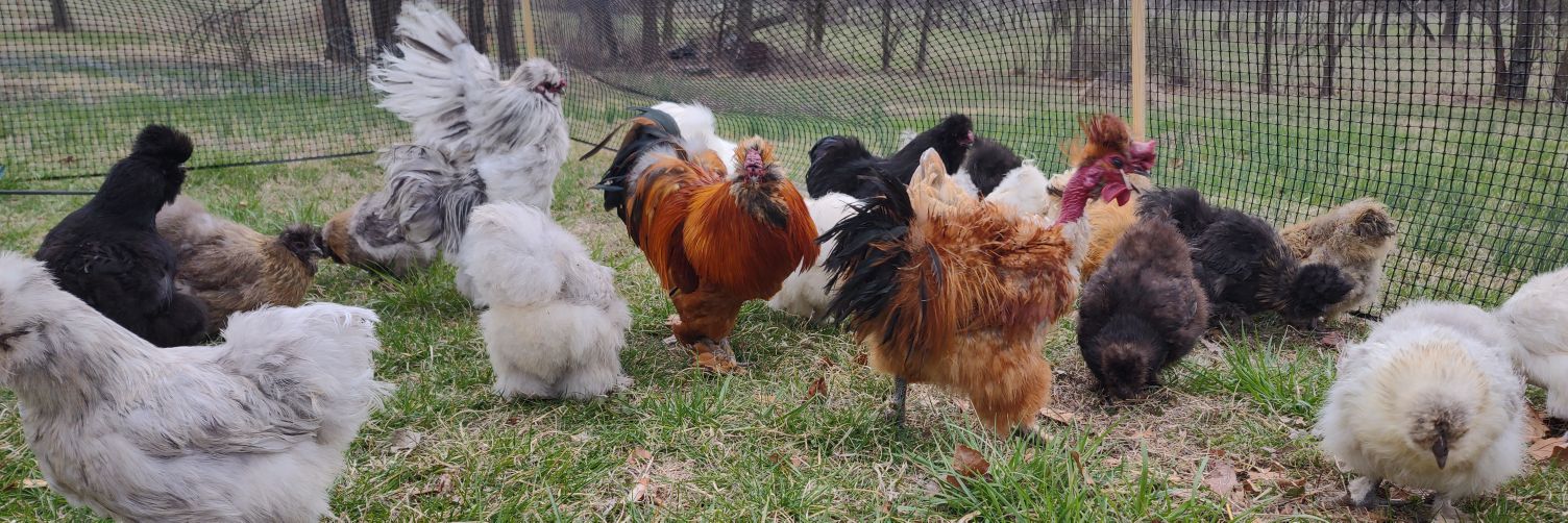 chickpics 🐔🪶 banner