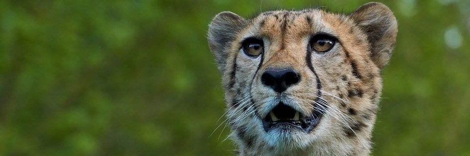 Gsudayi's profile banner image